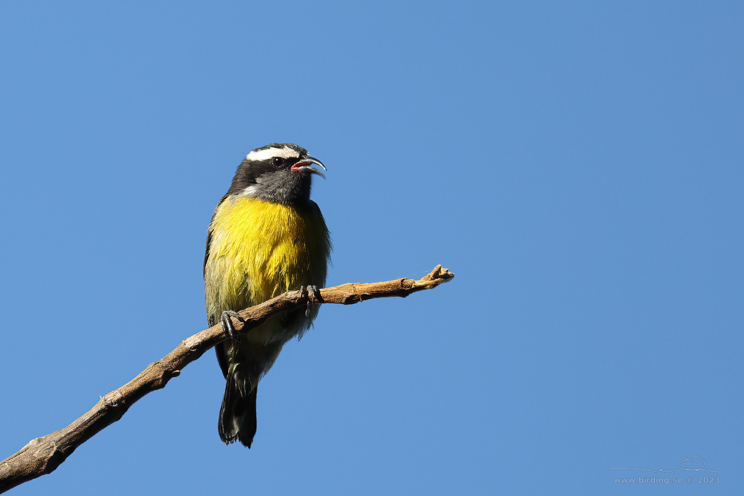 BANANAQUIT (Coereba flaveola bananivora)- Stng / Close